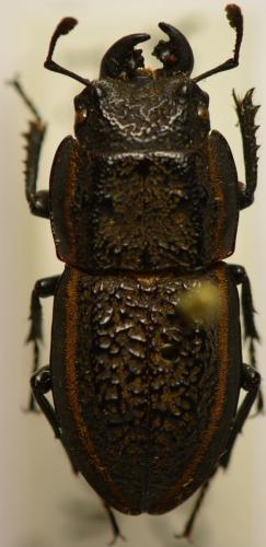 Réf. 251 315 : Erichius caelatus